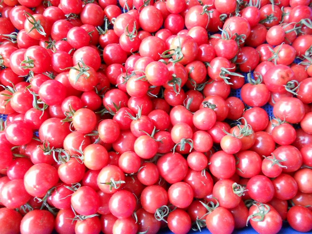 畑で収穫：ミニトマト